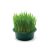 wheat-grass-production