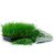 wheat-grass-uses