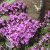 wild-thyme-2
