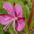 willowherb
