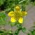 wood-avens-flowers