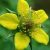 wood-avens-herbal-medicine