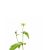 wood-avens-uses