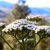 yarrow-flower
