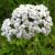 yarrow-medicinal-uses