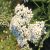 yarrow-properties